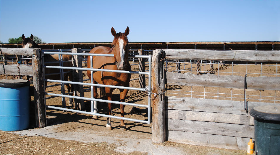 Horses at MacKay Livestock Supply