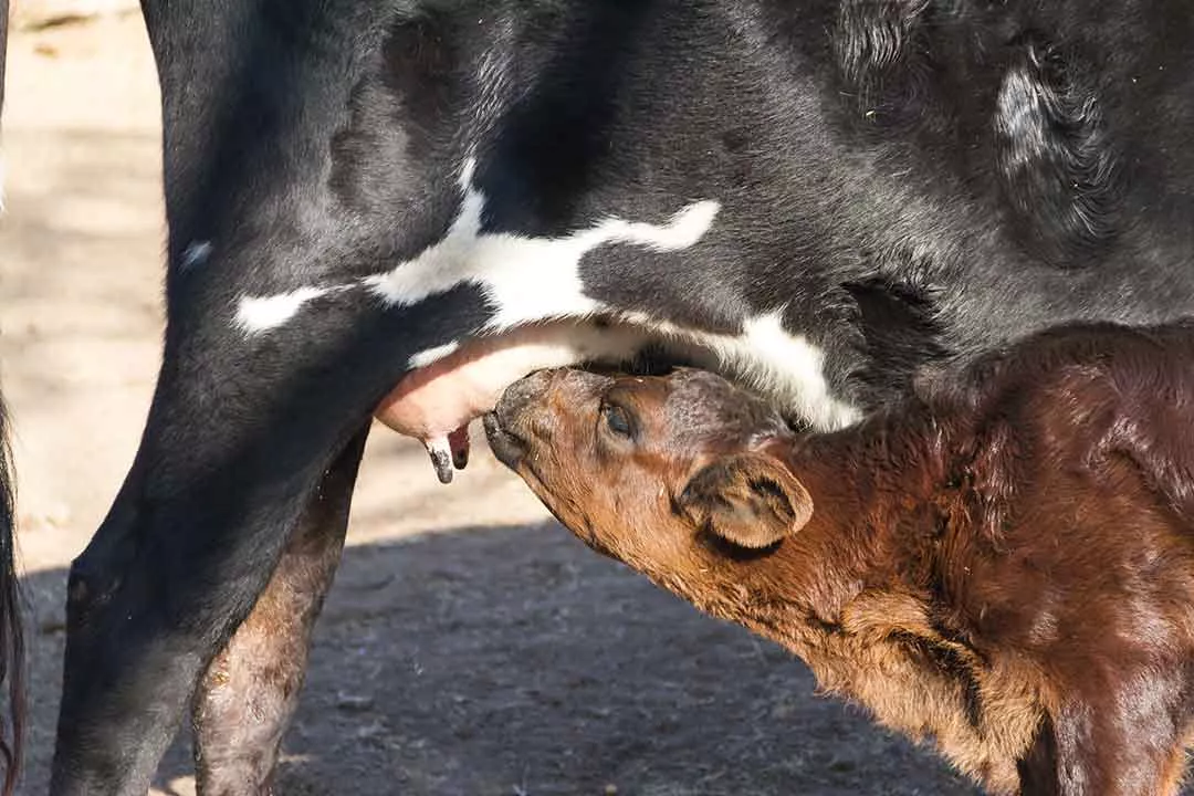 Colostrum