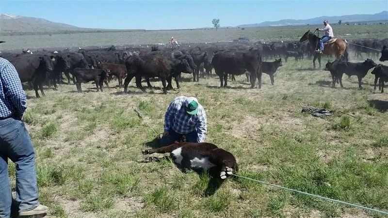 Calf Branding